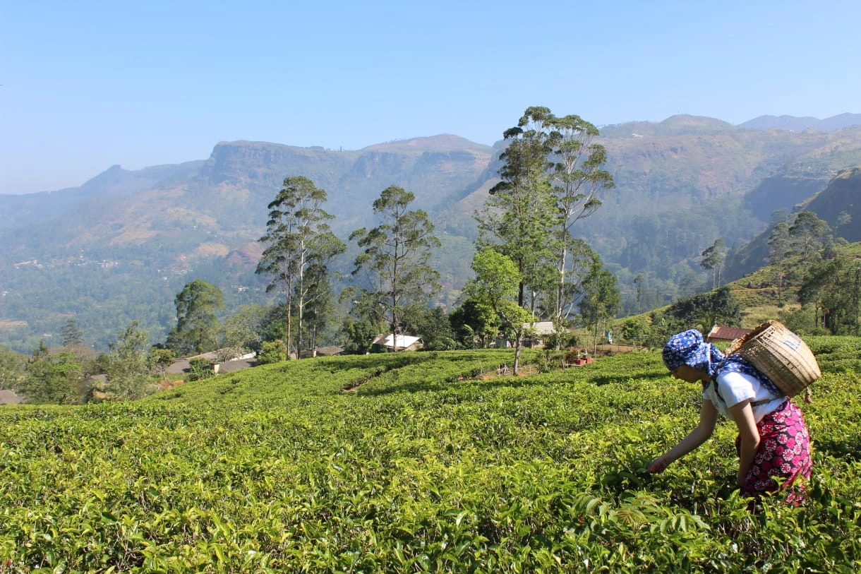 Nuwara Eliya Sri Lanka